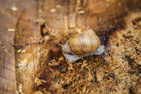 The snail crawls along the old rotten stump. Copy space. The concept of slowness. Close-up