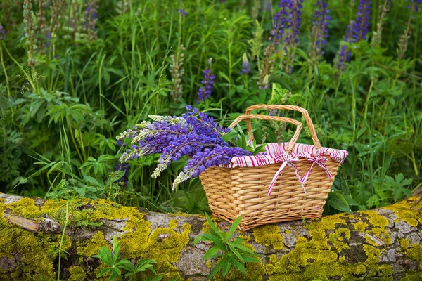 Schöner und großer Strauß Lupinen in einem Korb, der auf einem Baumstamm steht — Stockfoto