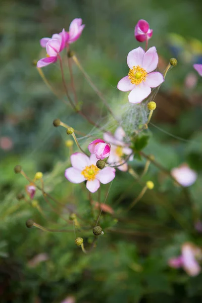 Arbusto Verde Con Flores Web Rocío Primer Plano — Foto de Stock