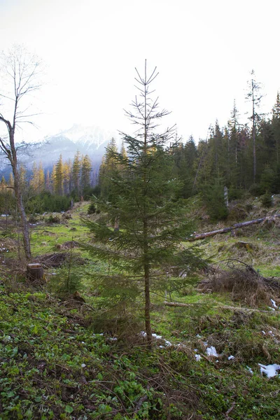 Sulla strada per Sea Eye in Polonia. Strada nella foresta. Tatry. . — Foto Stock