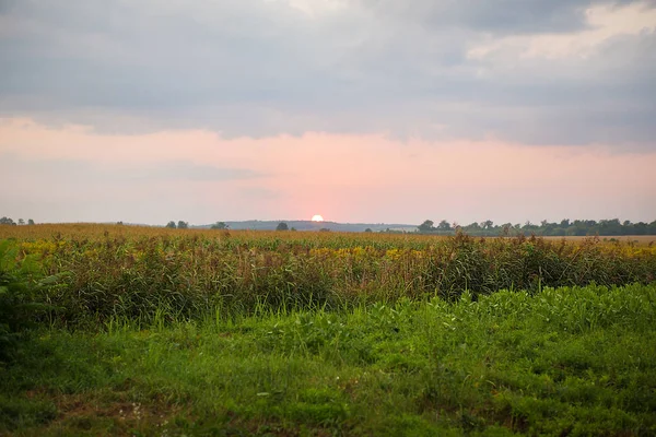 Mycket vacker solnedgång över en jordbruks grönområde. — Stockfoto