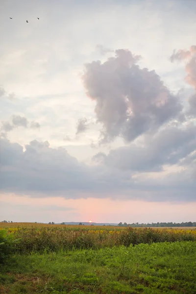 Stora moln, vacker solnedgång över ett jordbruks grönt fält — Stockfoto