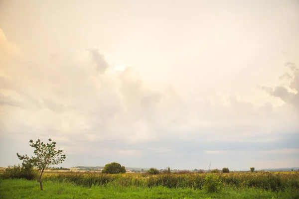 Grön fält och stora vita moln, sommar solnedgång — Stockfoto