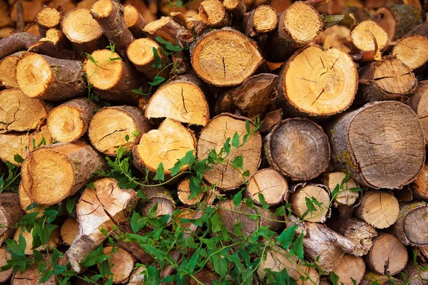 Oogsten van brandhout in de open lucht, op het platteland — Stockfoto