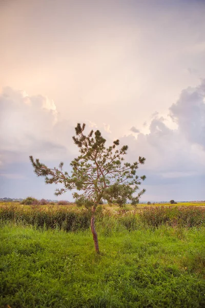 Träd i ett grönt fält och stora vita moln, sommar solnedgång — Stockfoto