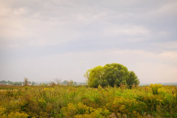 Träd i ett grönt fält och stora moln, en fågel lyfter från ett träd — Stockfoto