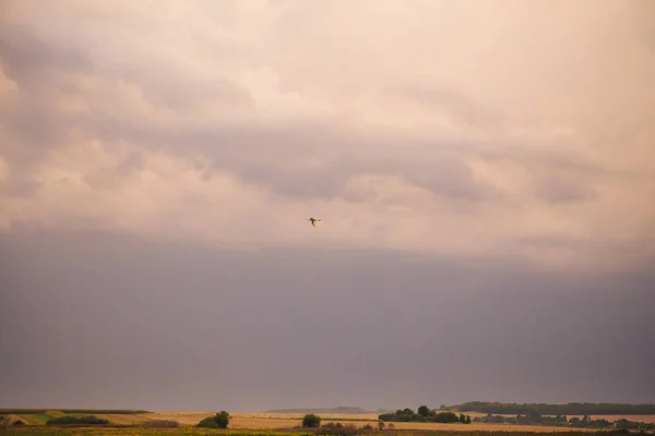 Vackra orange Sunset Sky med moln, fågel i himlen — Stockfoto