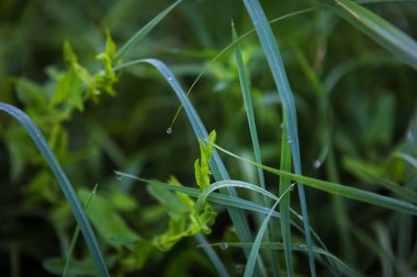 çiy damlaları ile sabah erken yeşil çim yakın çekim