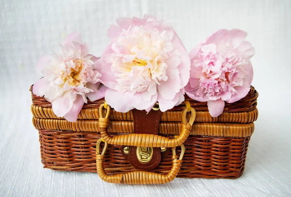 Three beautiful pink peonies lie on a wooden suitcase. Beautiful composition.