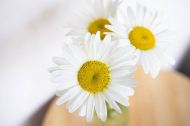 Tahta bir masadaki vazoda Daisy çiçekleri.