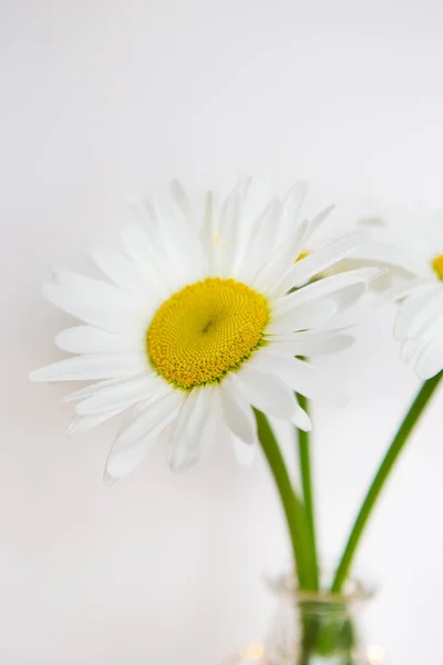 Gänseblümchen in Vase auf altem Holztisch — Stockfoto