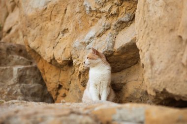 Güzel kırmızı bir kedi kayaların arasında oturuyor..