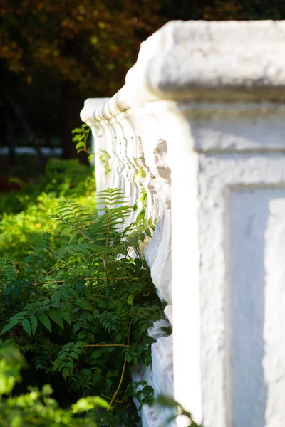 Velhas colunas brancas cobertas de plantas verdes . — Fotografia de Stock