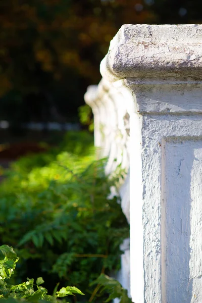 Old white columns overgrown with green plants. — Stock Photo, Image