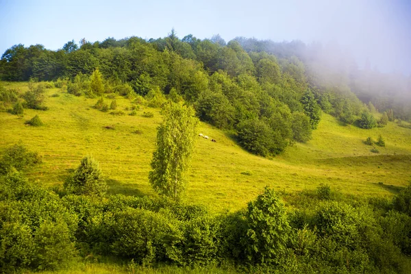 Natura carpatica in estate — Foto Stock