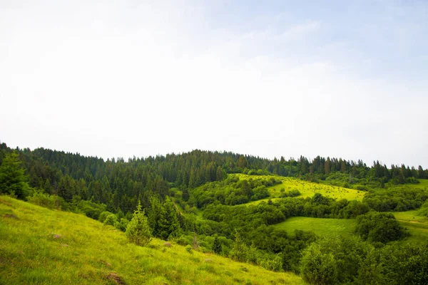 Karpaterna natur på sommaren — Stockfoto