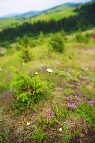 Karpaterna natur på sommaren — Stockfoto