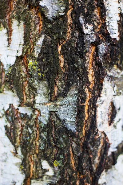 Reserves of birch logs closeup. Wallpaper — Stock Photo, Image