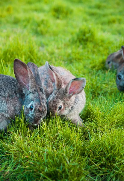 Os coelhos comem a grama no jardim — Fotografia de Stock