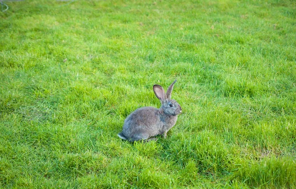 Ein Kaninchen frisst Gras im Garten — Stockfoto