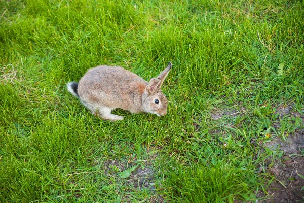 One rabbit eats grass in garden — Stock Photo, Image
