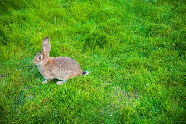 Um coelho come grama no jardim — Fotografia de Stock
