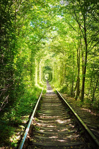 Naturliga tunneln av kärlek som bildas av träd i Ukraina — Stockfoto