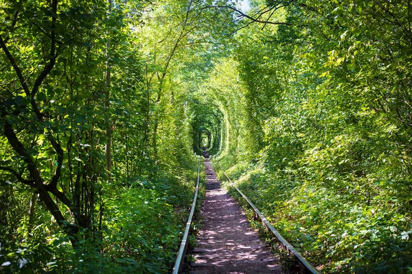 Grön tunner i skogen. Kärleksplats. — Stockfoto