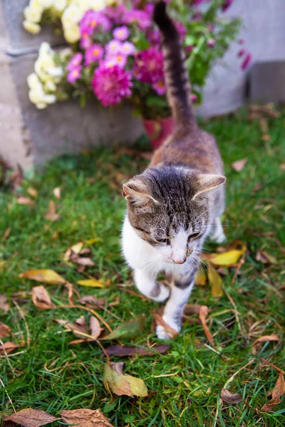 Söt Katt Går Fallna Apelsinblad Varm Höst — Stockfoto