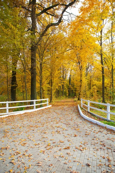 Hermoso Parque Otoño Dorado Valla Blanca Madera —  Fotos de Stock