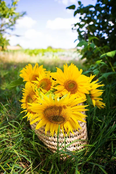 A bouquet of sunflowers lies in a straw bag on the green grass. Close-up.