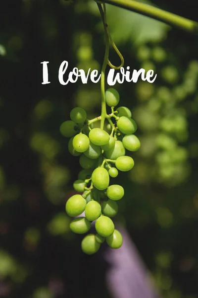 Grono Uvas Verdes Viñedo Inscripción Encanta Vino — Foto de Stock