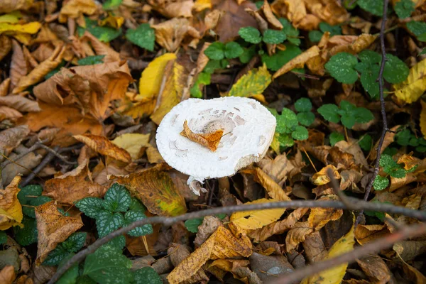 Cogumelos Palha Parecem Guarda Chuva Outono Ouro — Fotografia de Stock