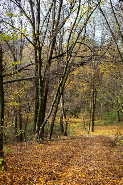 美丽的秋景 落干的红叶 穿过森林的小路和黄色的树木 — 图库照片