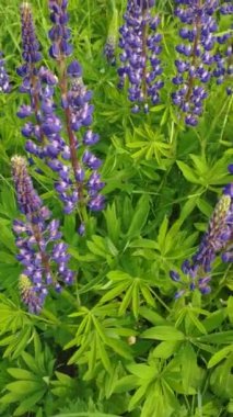 Parlak mor lupinler, açık hava eğlencesi, ılık bahar..