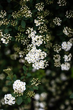 Beyaz çiçekli güzel çalılar, yakın plan. Bahar, ılık bahar çiçekleri
