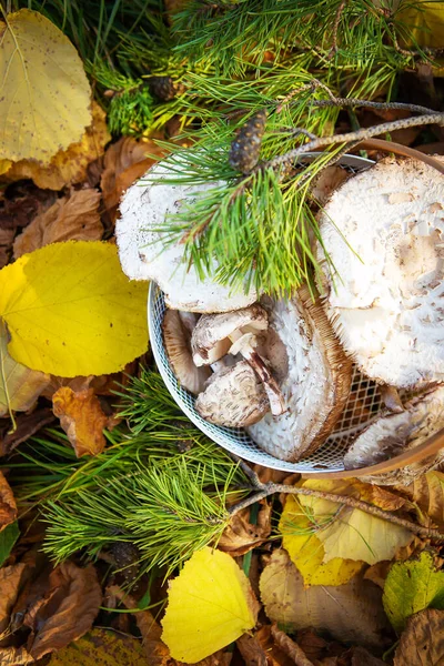Uma Cesta Metal Qual Guarda Chuvas Cogumelos Comestíveis Está Folhas — Fotografia de Stock