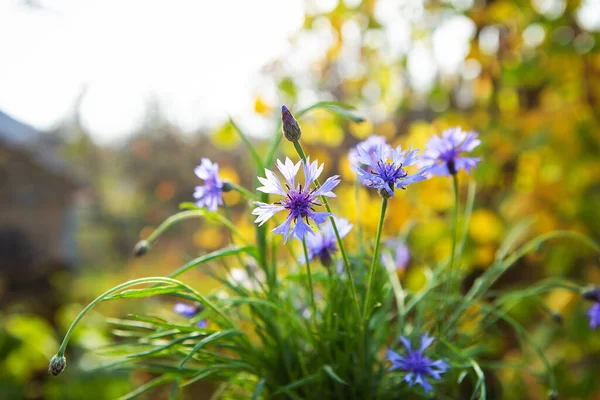 Strauß Blauer Kornblumen Freien Schöner Und Heller Herbst — Stockfoto