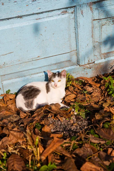 Söt Katt Ligger Fallande Apelsinblad Solig Höst — Stockfoto