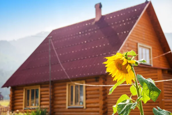 tehlikede haşlanmış patates