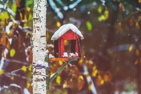 Kış kuş besleyici huş ağacı üzerinde