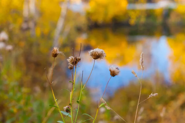 arka plan bulanık solan çiçekleri