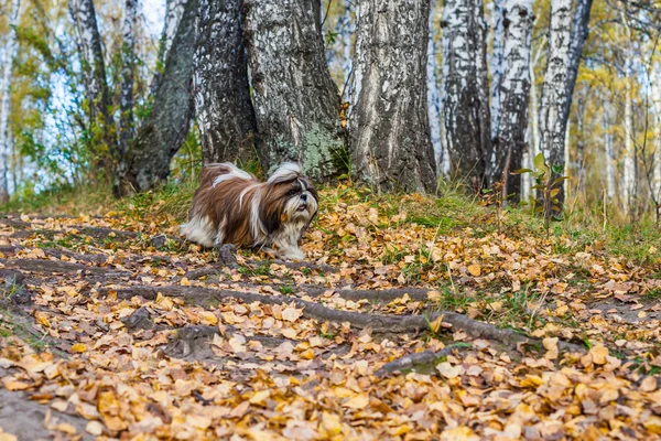 Shih Tzu köpek sonbahar ormanda çalışır