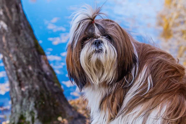 güzel köpek shih tzu