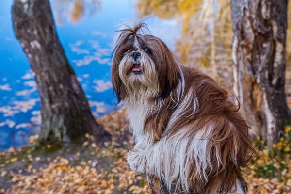 Shi Tzu sonbahar orman karşı muhteşem