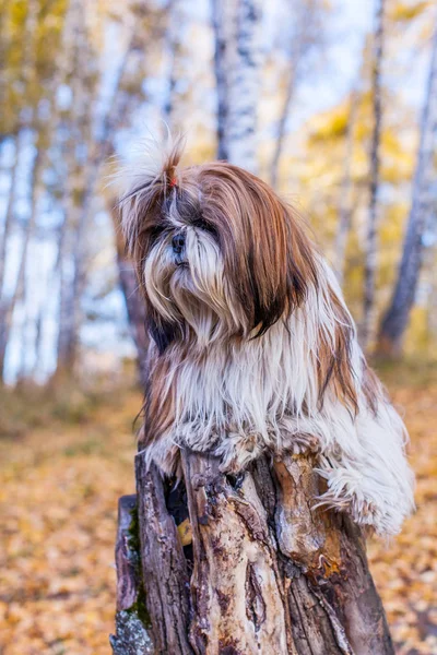 Üzücü bir Shih Tzu köpek bir güdük üzerinde oturur