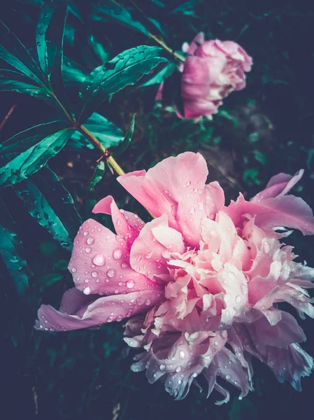 Kırmızı peonies