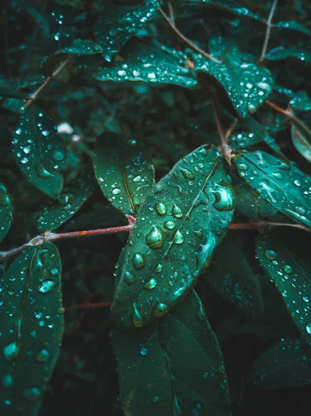 damlacıklı broşürler