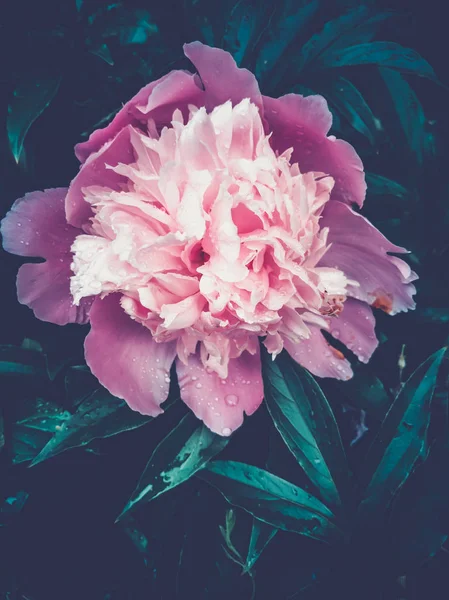 Kırmızı peonies