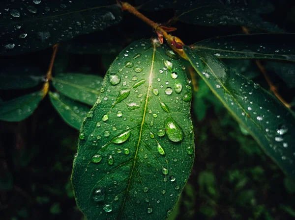 damlacıklı broşürler
